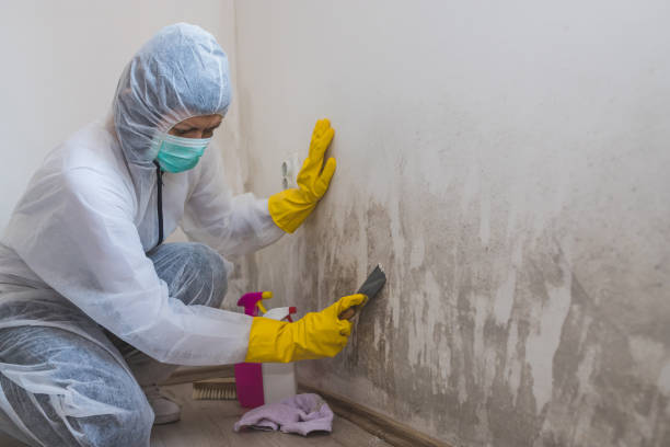 Certified Mold Removal in Tolar, TX